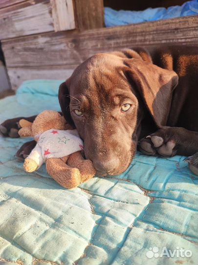 Щенки курцхаара