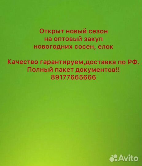 Елки сосны оптом