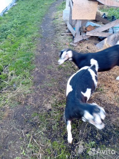 Коза дойная молочная