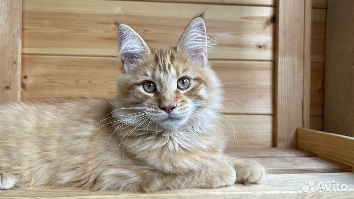 Заводной апельсин котенок мейн-кун