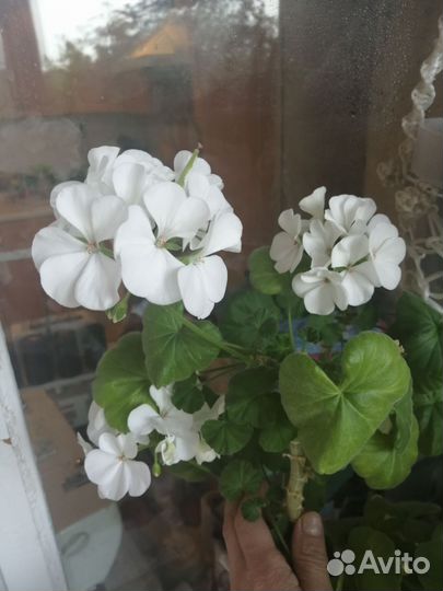 Пеларгония герань