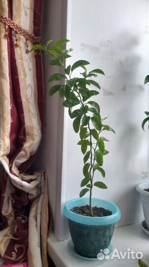 Мандариновое дерево