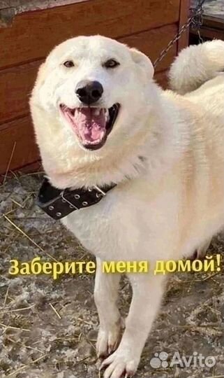 Собака