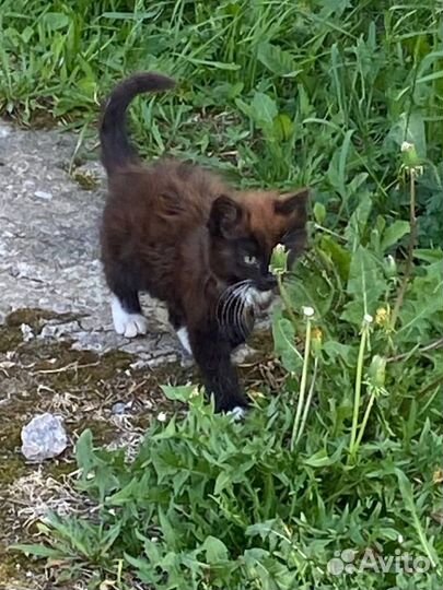 Котята в добрые руки мальчик черный