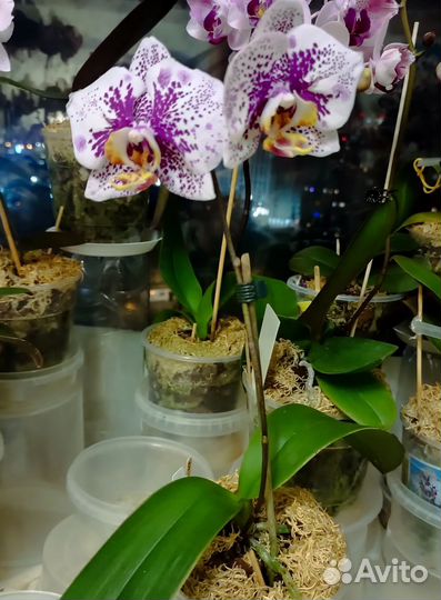 Орхидея фаленопсис бабочка Anmio Gentlemen es