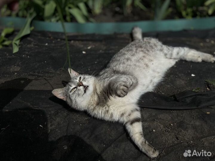 Кошка в частный дом