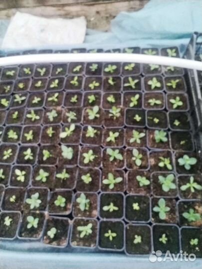 Рассада эустомы