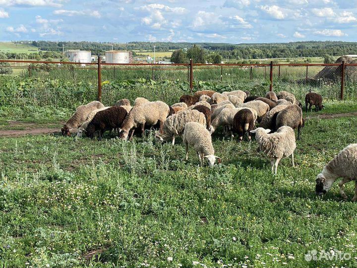 Овцы бараны оптом
