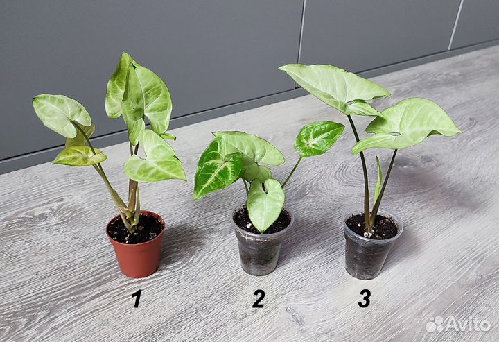 Сингониумы