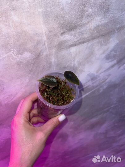 Алоказия red secret (ред секрет)