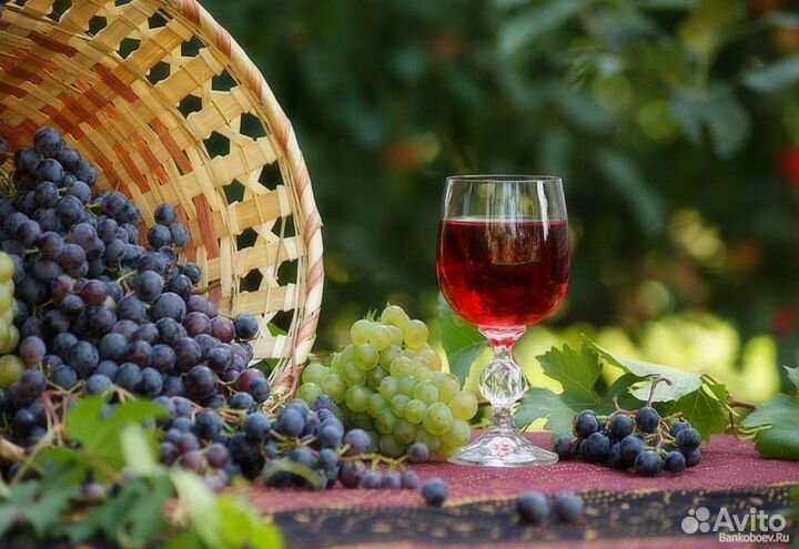 Виноградное сусло