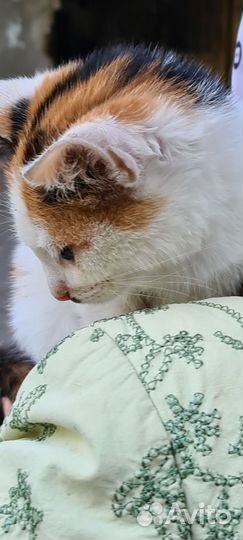 Рыжий котенок в добрые руки