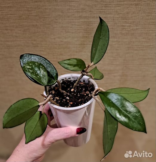 Хойя phuwuaensis