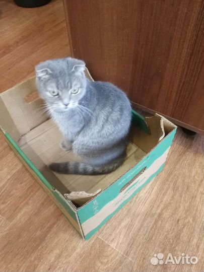 Кошка в дар бесплатно