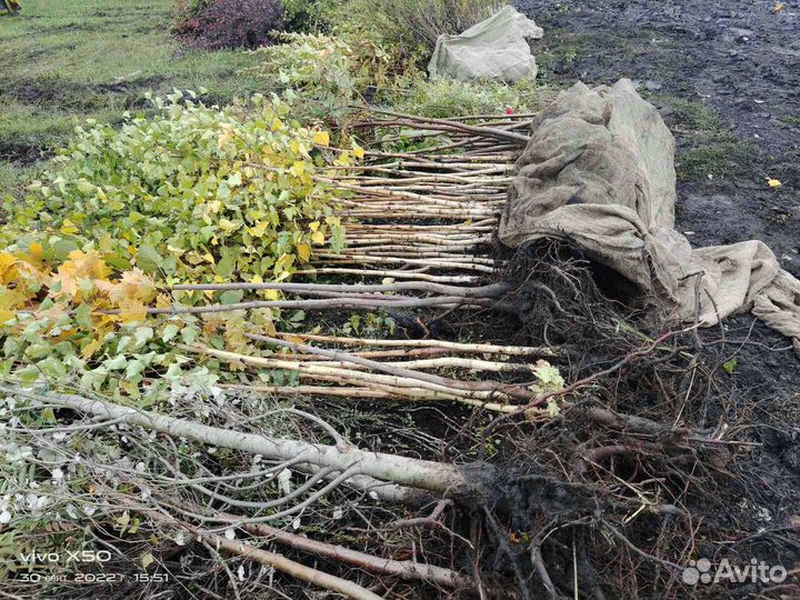 Деревья и кустарники для городского озеленения