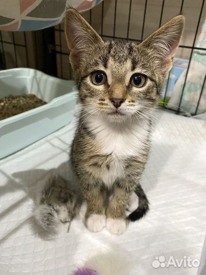 Котенок полосатый в дар