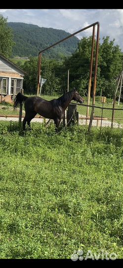 Лошадь Жеребец