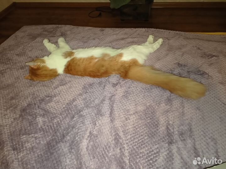 Котята в добрые руки бесплатно