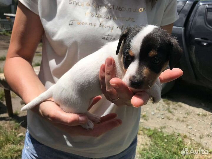 Щенки джек Рассел терьер