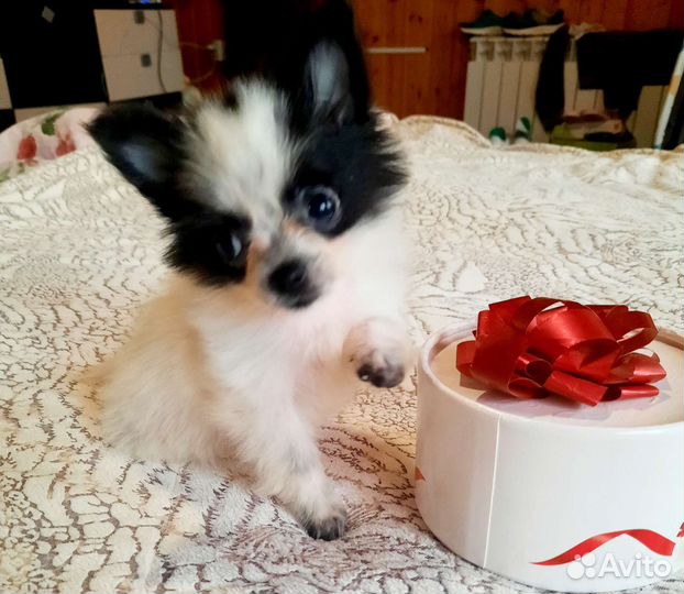 Маленькая Панда