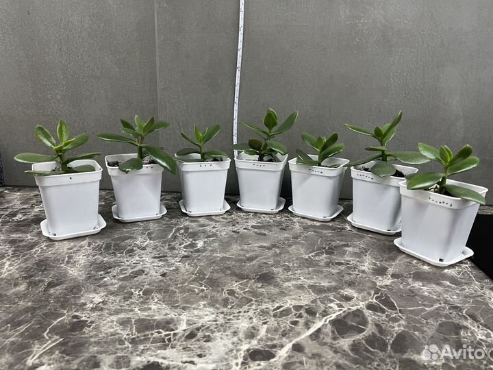 Денежное дерево, толстянка