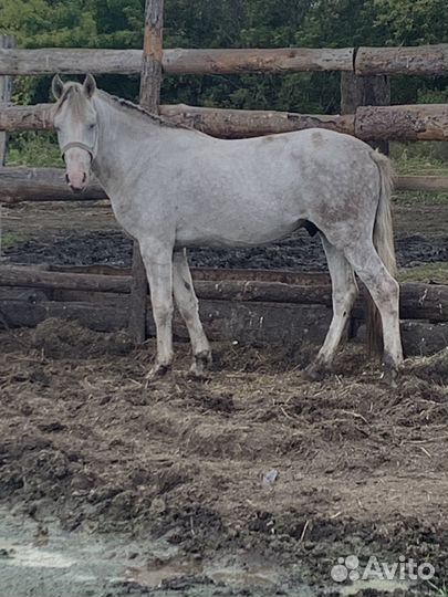 Жеребец и кобыла