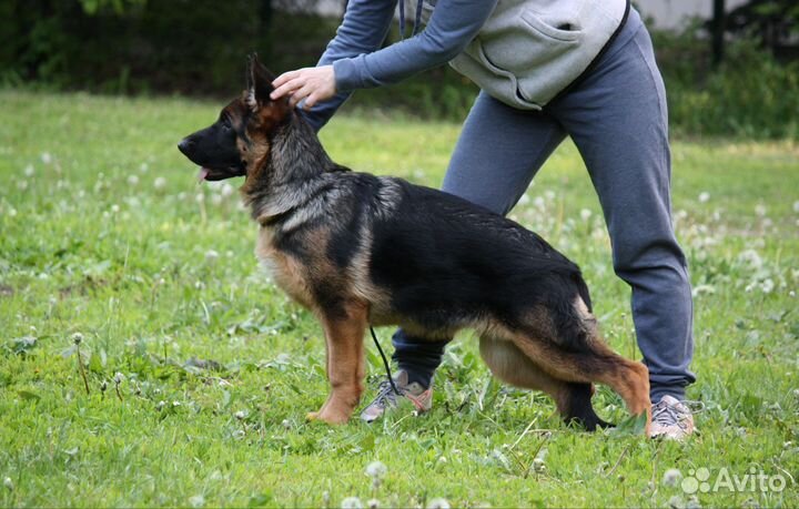 Немецкая овчарка