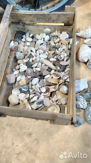 Ракушки камни для аквариума