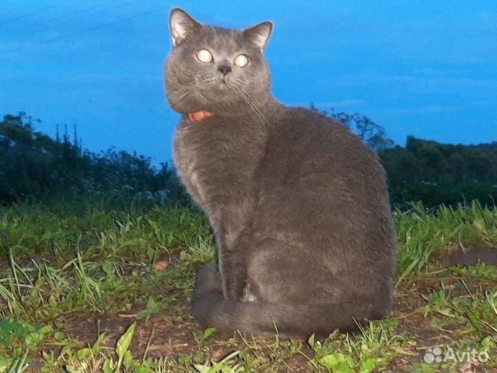 Вязка с Британским котом
