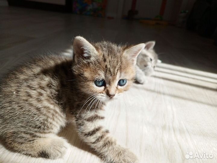 Британские котята