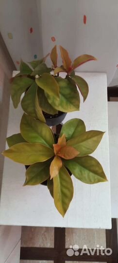 Переския Годзефа или листовой кактус