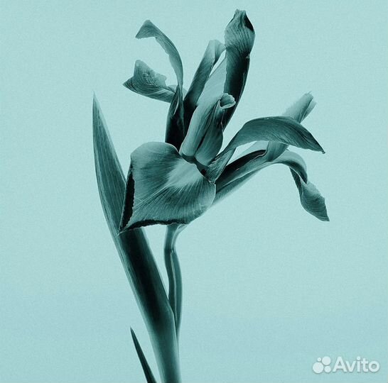 Женский духи Tiffani 75ml оригинал