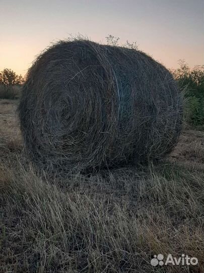 Сено в рулонах 2023