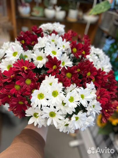 Хризантема кустовая букет