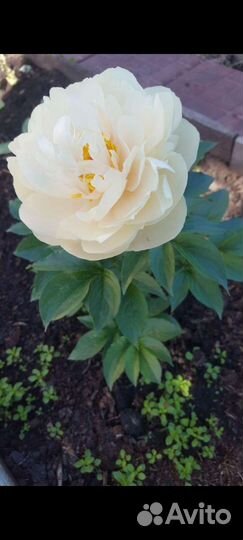 Пионы пастелеганс