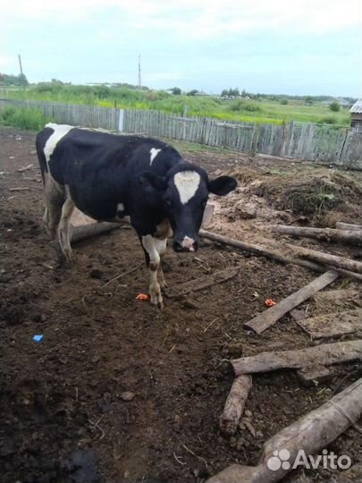 Козлик и бычок