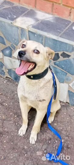 Бонечка маленькая ласковая стерильная привитая