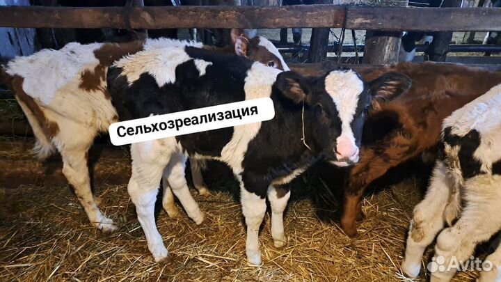 Бычки телочки
