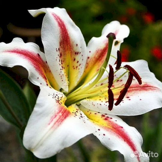 Лилия саженцы Арена