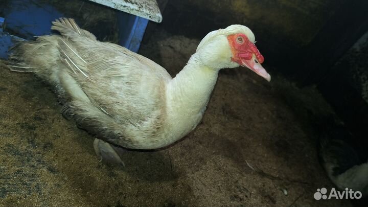 Мускусные утки индоутки индоутята