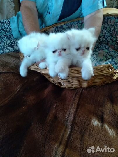 Персидские котята – Белые