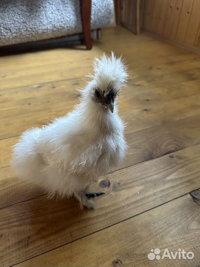 Китайские шелковые петушки