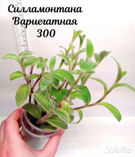 Комнатные Растения 7 Часть 11.02.25