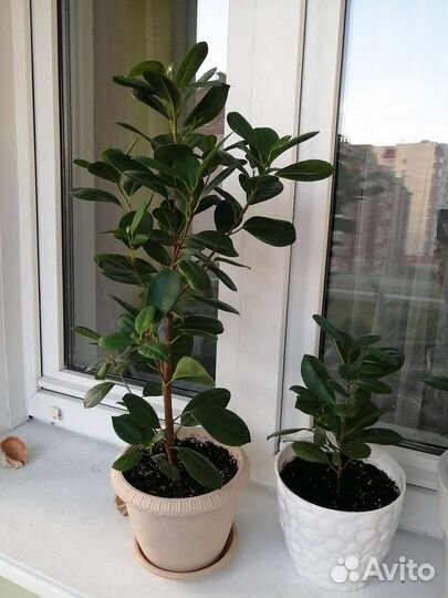 Фикус Макломе