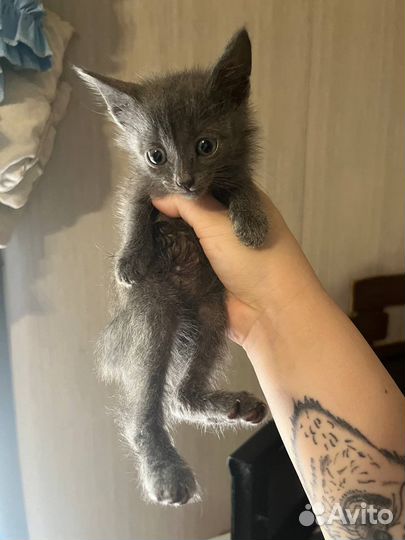 Котята в добрые руки девочка
