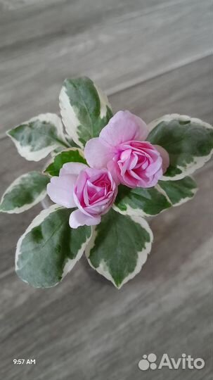 Бальзамин вариегатный Pink Ice и др