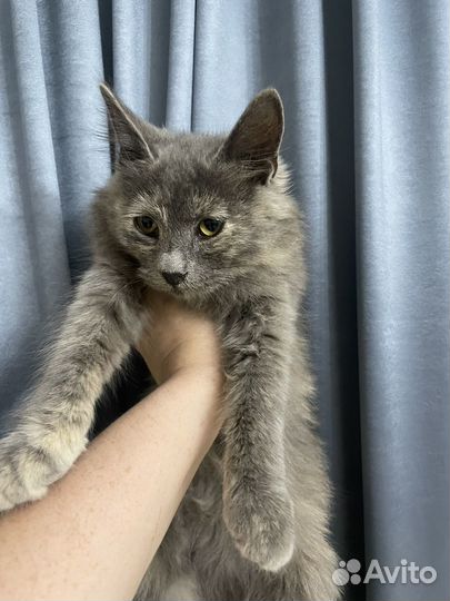 Кошка в дар шотландская