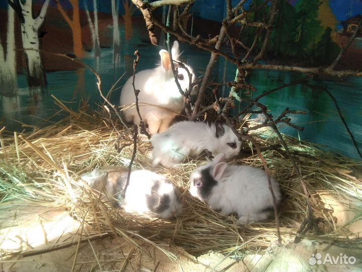 Карликовые крольчата