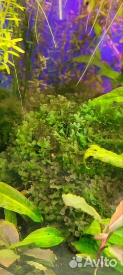 Аквариумные растения прополка