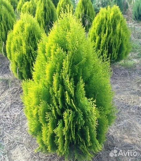 Туя восточная Ауреа Нана